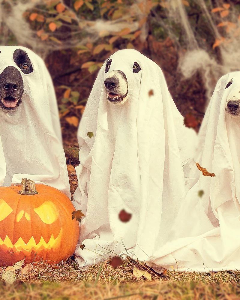 Strašidelná zoo sobota 25. října 2025