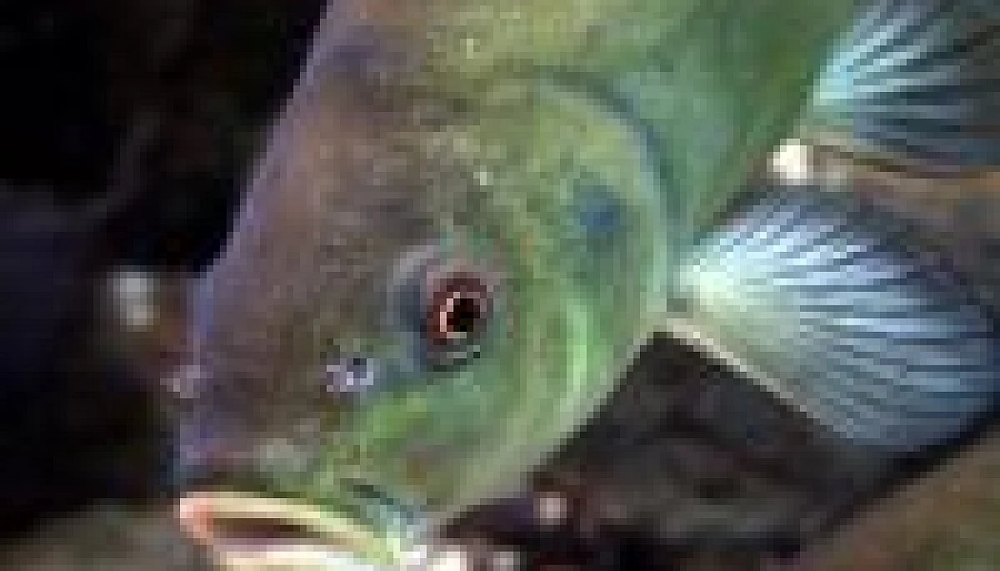 Ichtyofauna Labe
