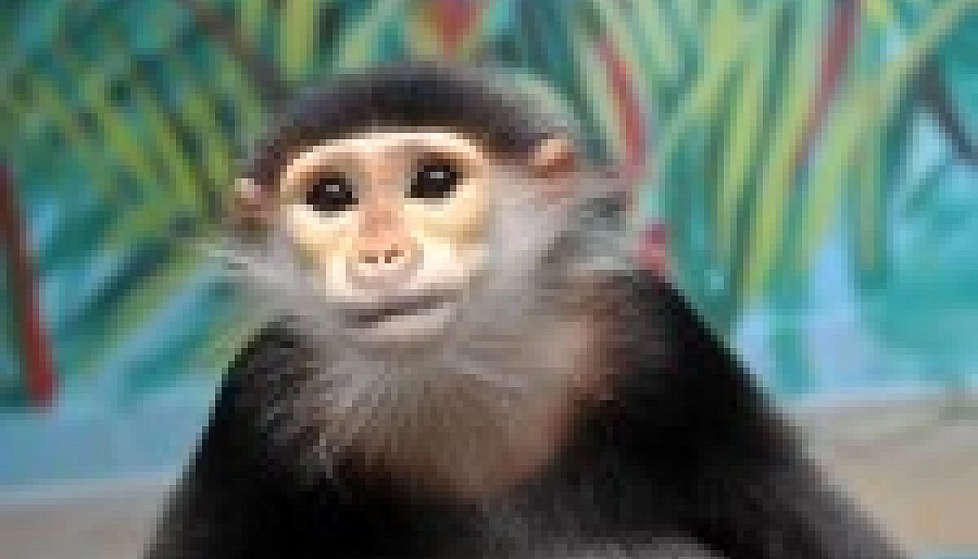 Langur duk