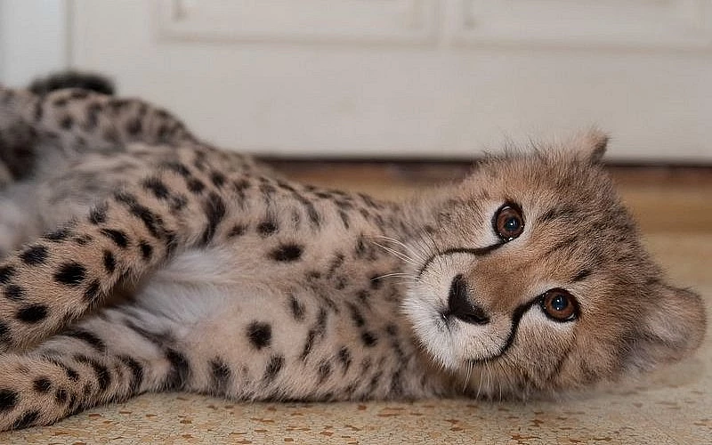 Gepard