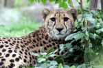 Zoo Chleby
