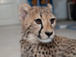 Zoo Chleby