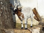 Zoo Chleby