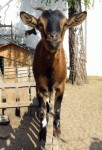 Zoo Chleby