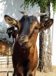 Zoo Chleby