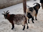 Zoo Chleby
