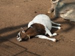 Zoo Chleby