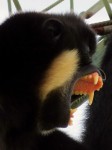 Zoo Chleby
