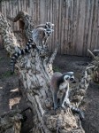 Zoo Chleby
