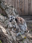 Zoo Chleby