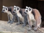Zoo Chleby