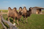 Zoo Chleby