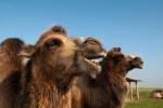 Zoo Chleby