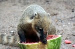 Zoo Chleby