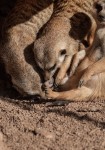 Zoo Chleby