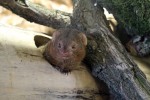 Zoo Chleby