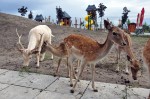Zoo Chleby