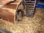 Zoo Chleby