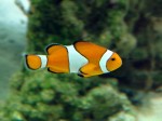 Zoo Chleby