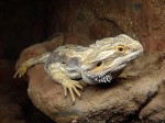 Zoo Chleby