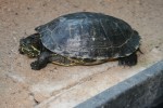Zoo Chleby