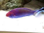 Zoo Chleby