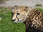 Zoo Chleby