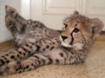 Zoo Chleby
