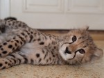 Zoo Chleby