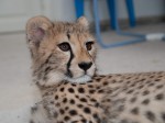Zoo Chleby