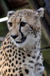 Zoo Chleby