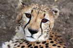 Zoo Chleby