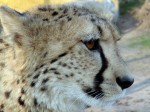 Zoo Chleby
