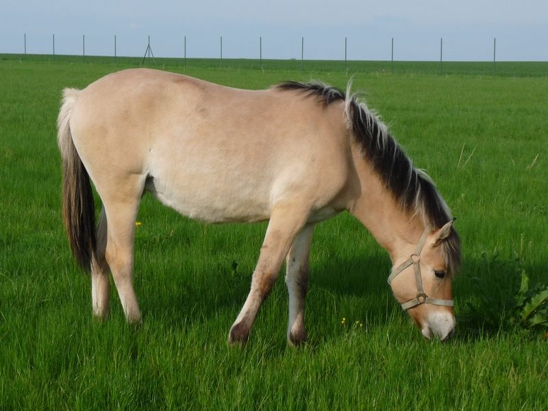 kůň fjordský