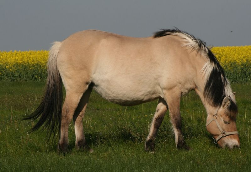 kůň fjordský