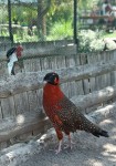 Zoo Chleby