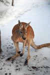 Zoo Chleby