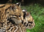 Zoo Chleby