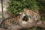 Zoo Chleby