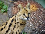 Zoo Chleby