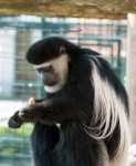 Zoo Chleby