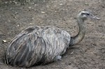 Zoo Chleby
