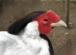 Zoo Chleby