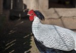 Zoo Chleby