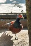 Zoo Chleby