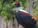 Zoo Chleby
