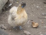 Zoo Chleby