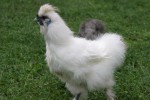 Zoo Chleby