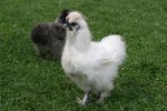 Zoo Chleby