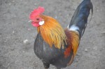 Zoo Chleby